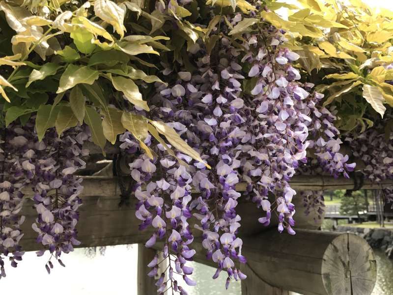 Tokyo Private Tour - Wisteria flowers in Hamarikyu Garden