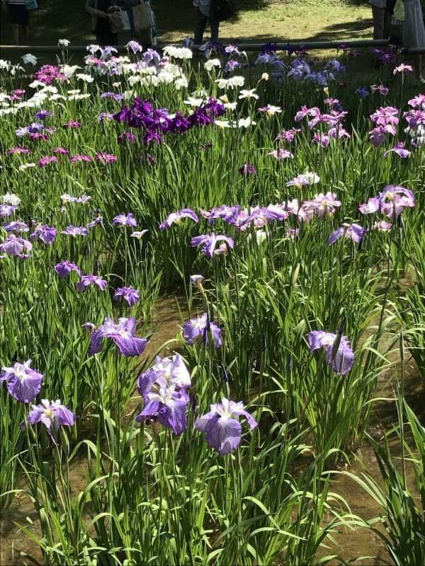 Tokyo Private Tour - Iris flowers at Meiji Shrine