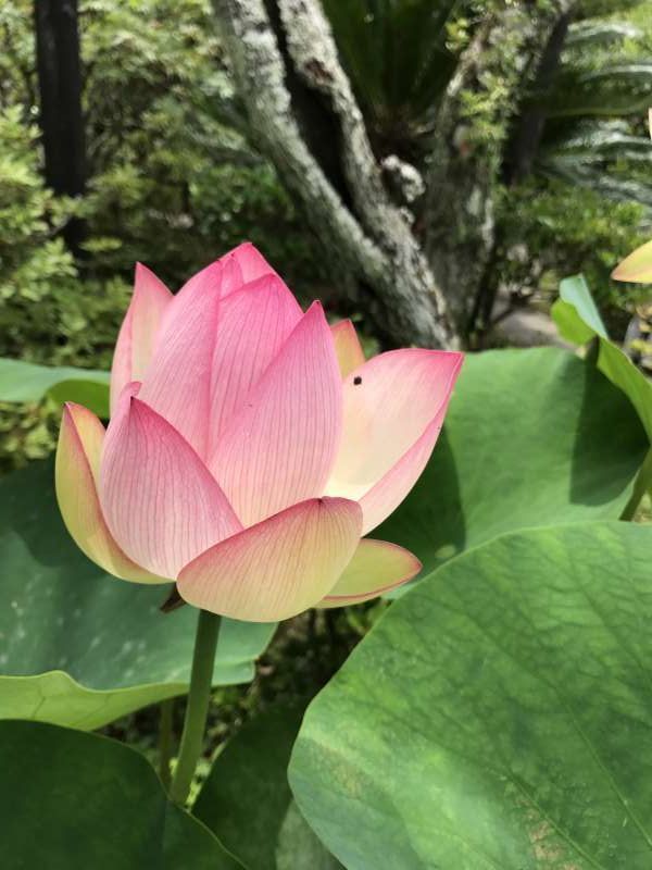 Tokyo Private Tour - A lotus flower in July