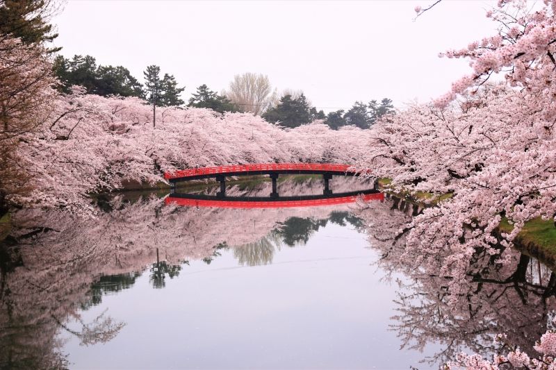 Tokyo Private Tour - Aomori Hirosaki Park