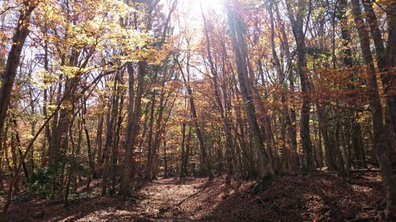 Yamanashi Private Tour - Shojiko trail to Mt Fuji