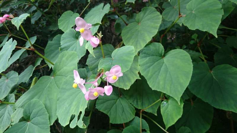 Yamanashi Private Tour - flowers in Shiraito water falls