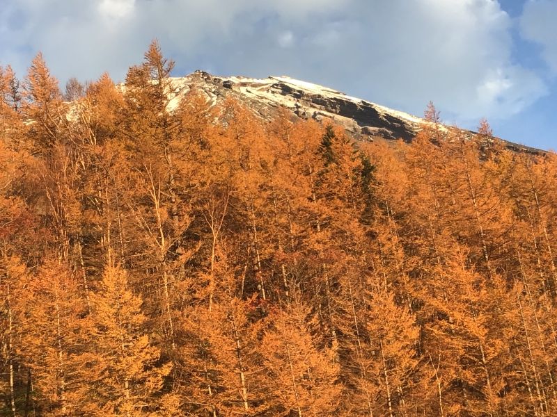 Yamanashi Private Tour - Mt Fuji and larch in autumn