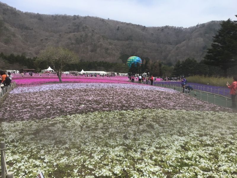 Yamanashi Private Tour - Moss phlox festival(1)

