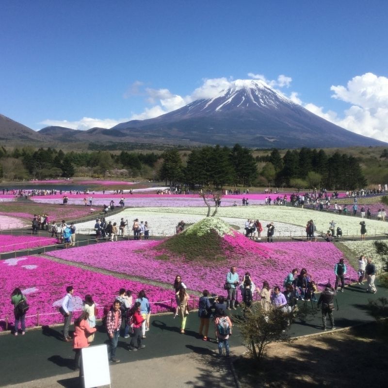 Yamanashi Private Tour - Mt Fuji and moss phlox