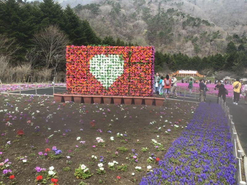 Yamanashi Private Tour - Moss phlox festival(2)
