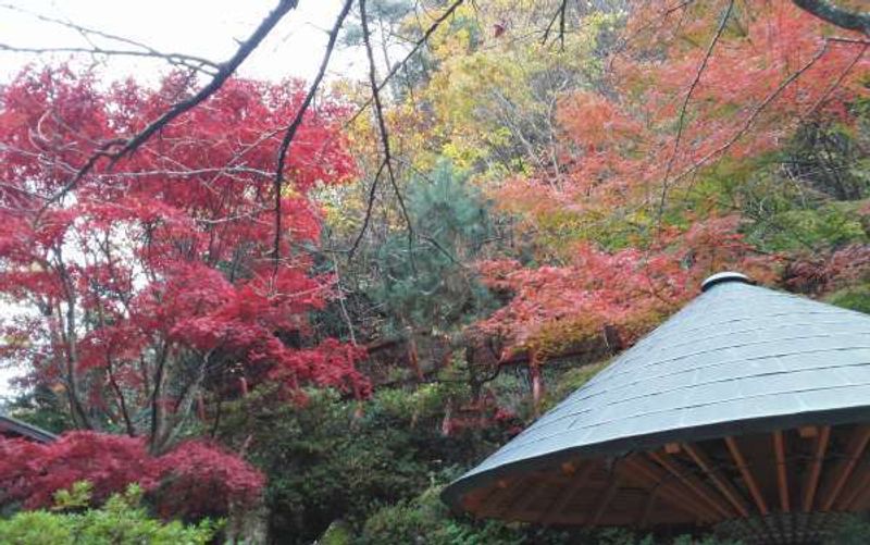 Niigata Private Tour - Autumn leaves at Aikawa Gold Mine