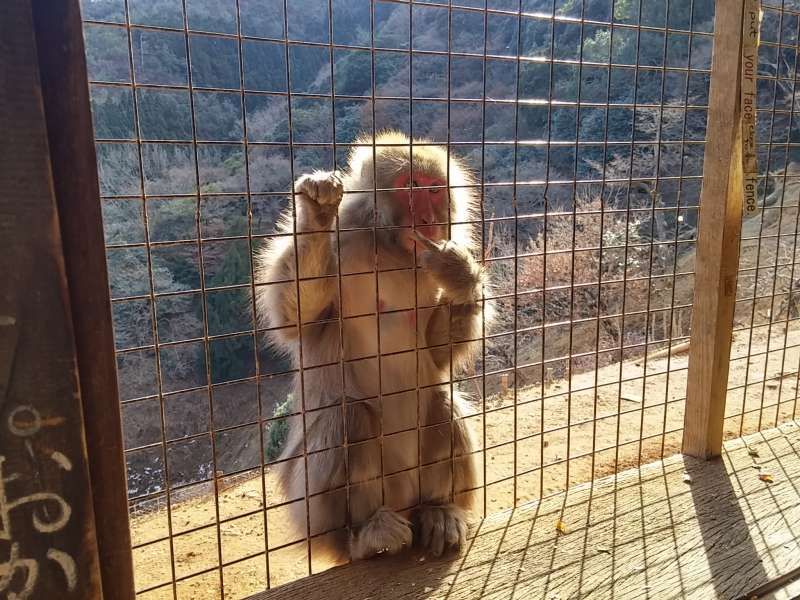 Kyoto Private Tour - Monkey Park