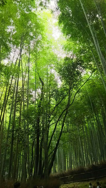 Nara Private Tour - Bamboo groove in Kyoto