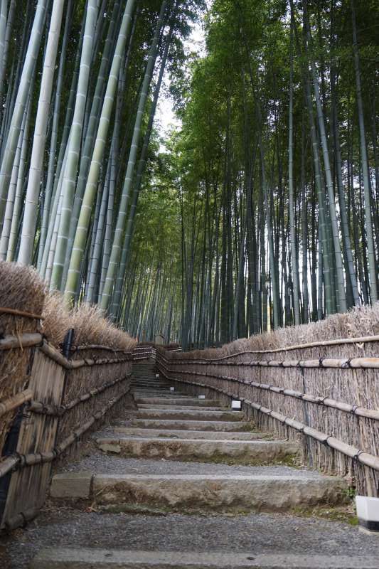 Shiga Private Tour - Arashiyama Bamboo forest located in less known temple