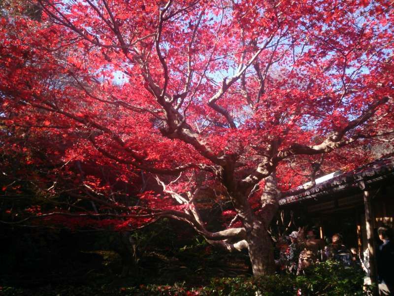 Osaka Private Tour - Autumn leaves in KYOTO