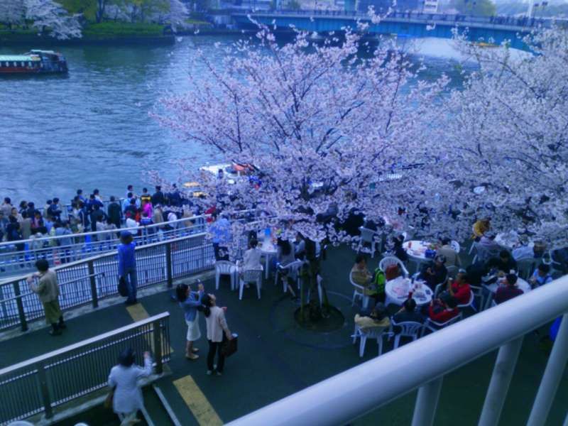 Osaka Private Tour - Cherry blossom in OSAKA