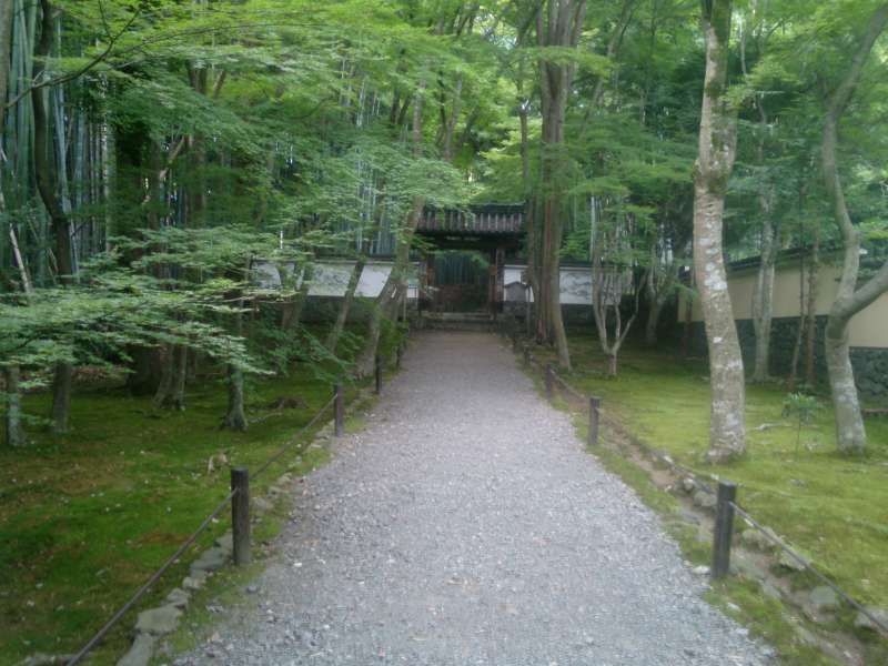 Osaka Private Tour - The serene bamboo temple in KYOTO