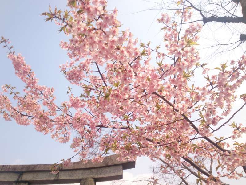 Osaka Private Tour - March-cherry in KYOTO