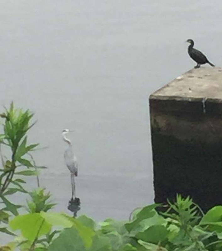 Tokyo Private Tour - The black bird is called "U", a kind of cormorants and the white bird is called "SAGI", a kind of herons at SUMIDA-GAWA river near SHIRAHIGE-BASHI