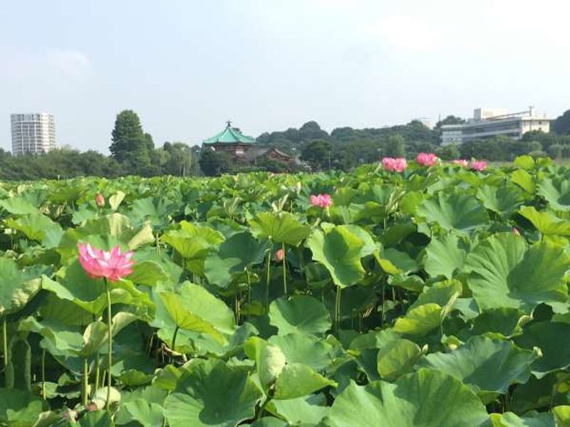 Tokyo Private Tour - Lotus leaves in SHINOBAZU-NO-IKE pond in Ueno park. The pond changed the view dramatically from a clear pond to a jungle of enormous leaves in a month of June.