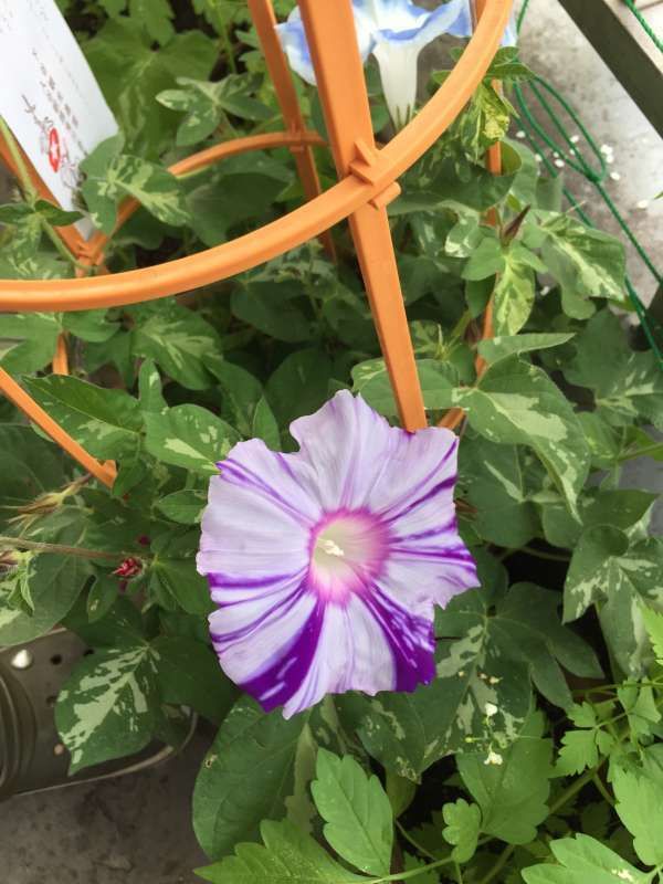 Tokyo Private Tour - ASAGAO or Morning Glory are summer flowers which Japanese people love as symbolic summer flowers. You can get them IRIYA-ASAGAO-Festival in early July.