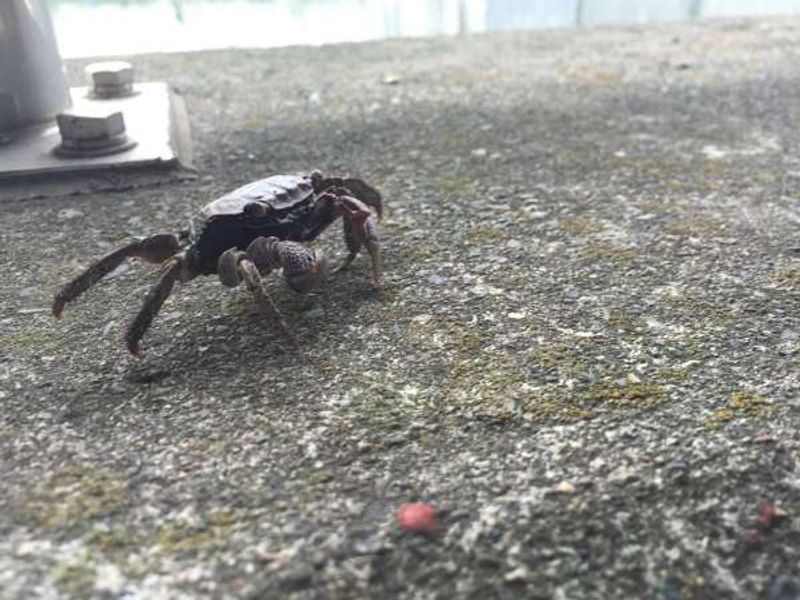 Tokyo Private Tour - I found him (her?) on a dike of SUMIDA-GAWA river near SHIRAHIGE-BASHI bridge.
