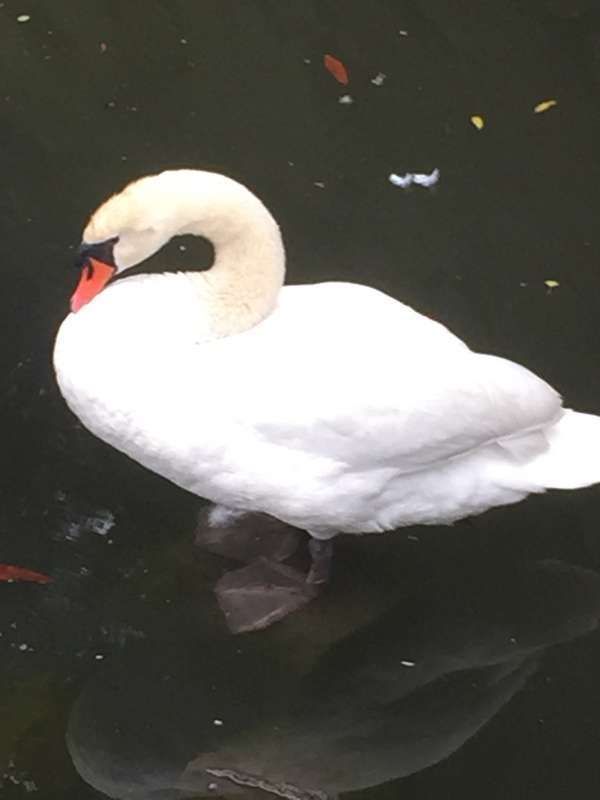 Tokyo Private Tour - A swan I found in a moat of the imperial palace. 