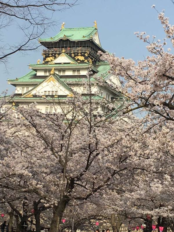 Osaka Private Tour - Osaka cherry blossom castle.