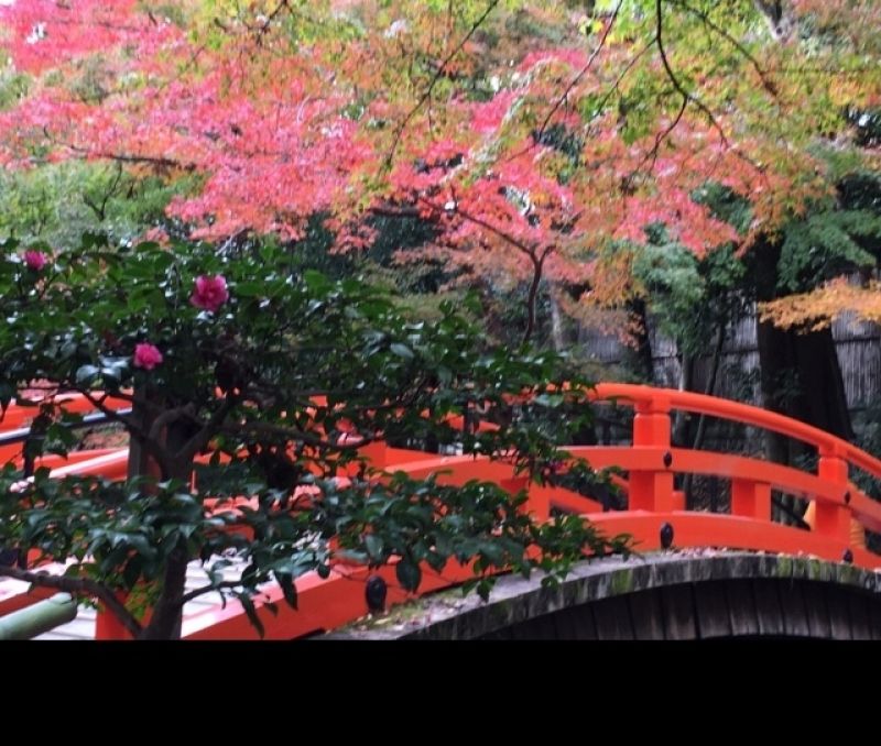 Osaka Private Tour - Bridge and autumn leaves in Kyoto kitanotenmangu.