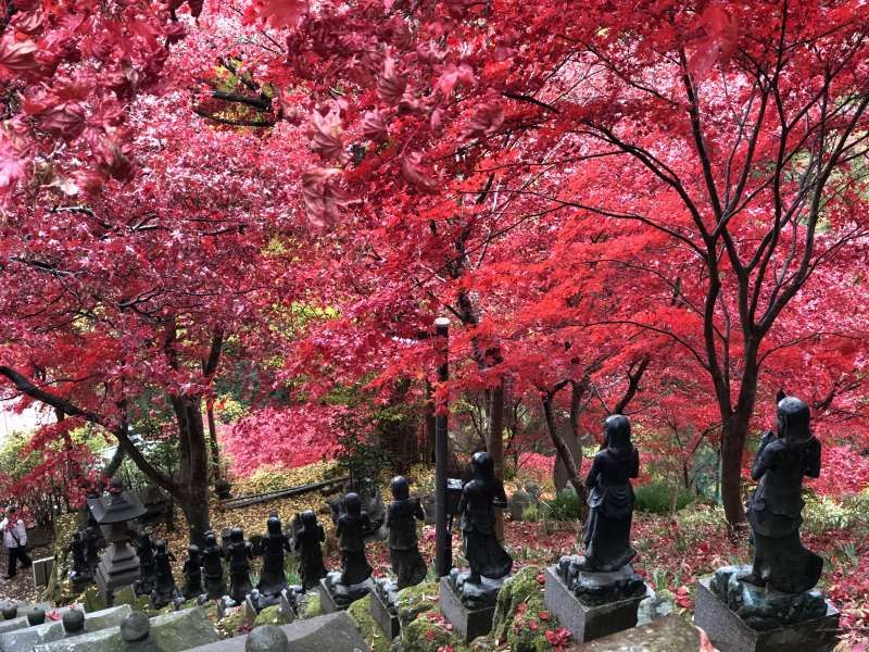 Yokohama Private Tour - Vivid vermilion colored maple leaves in Oyama-dera Temple in Isehara City, Kanagawa.
