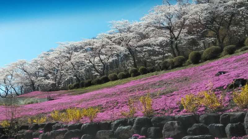 Shizuoka Private Tour - Cherry blossoms and moss phlox