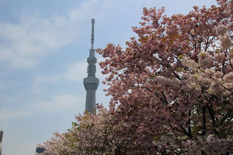 Chiba Private Tour - Tokyo Sky Tree and cherry blossoms in Sumida Park in Asakusa