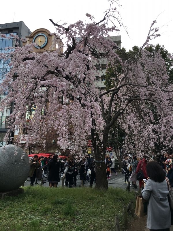 Tokyo Private Tour - Cherry blossom at Ueno park