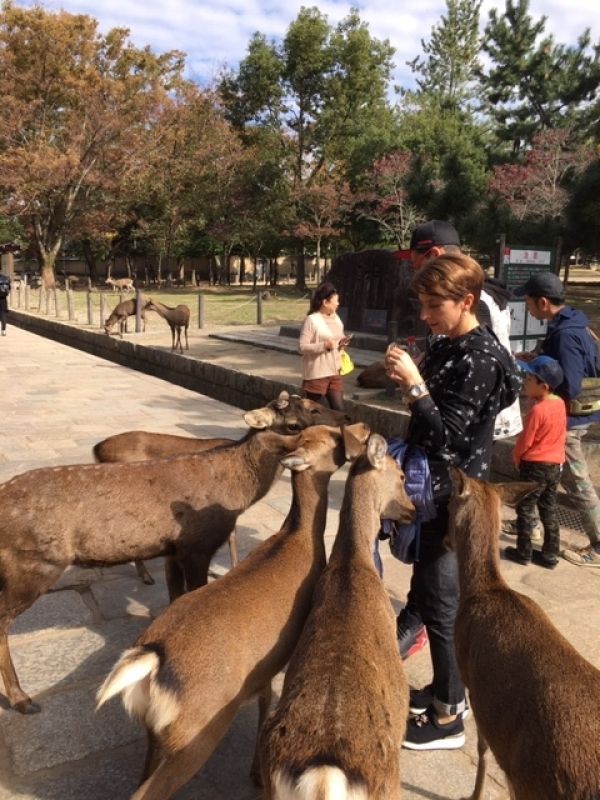 Kobe Private Tour - Lady enjoying feeding a herd of wild deer in Nara Park