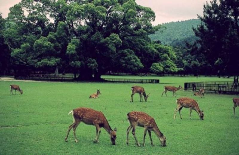 Kobe Private Tour - Herd of wild deer in Nara Park, regarded as a messenger of the deities enshrined in Kasuga Grand Shrine 