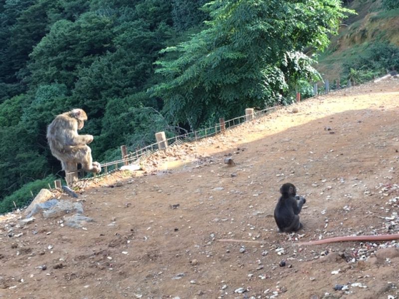 Kobe Private Tour - "Leave us alone, please! Mom is now showing me how to meditate to the evening sun!!