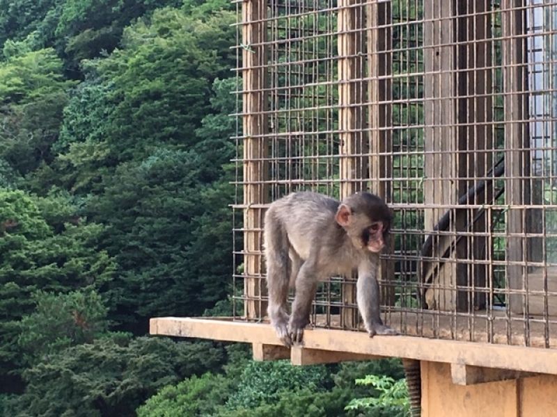 Kobe Private Tour - Little rascal at Kyoto's Iwatayama Monkey Park near Arashiyama Bamboo Forest. Over 10 monkeys are born every year.