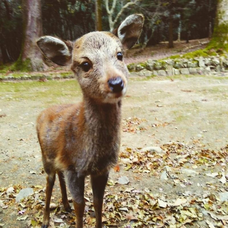 Kyoto Private Tour - By chance, you can find small deer in Nara.