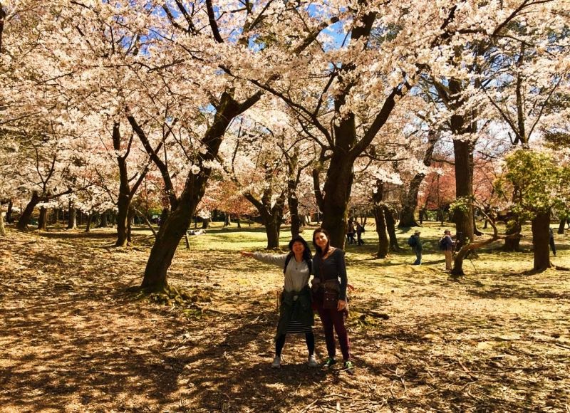 Kyoto Private Tour - I will show the best picture spot for cherry blossoms.