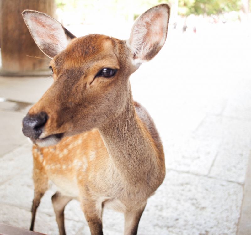 Kyoto Private Tour - In Nara, you can see a lot of deer. Some of the deer are very friendly as pet.