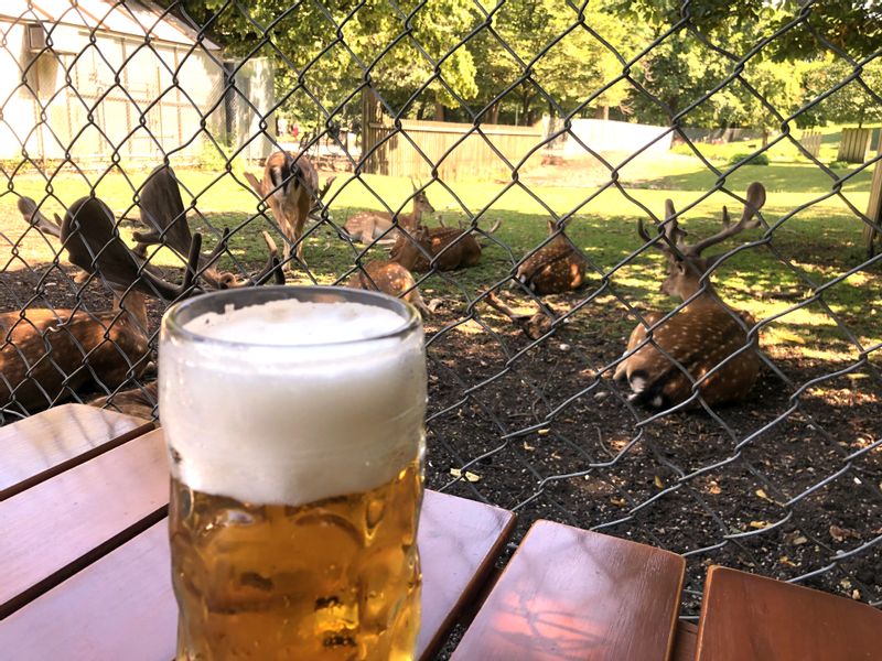 Munich Private Tour - Watching the deer at Hirschgarten