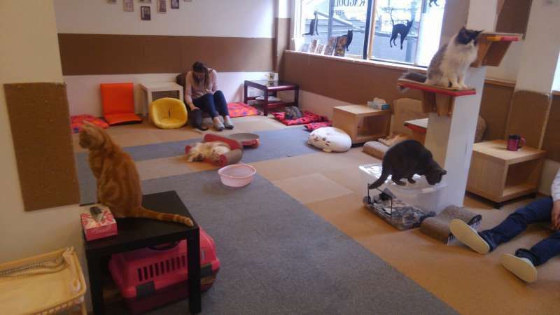 Osaka Private Tour - Cat cafe in Nipponbashi