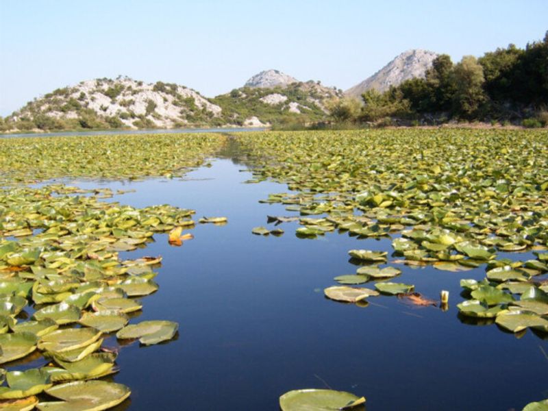 Kotor Private Tour - null