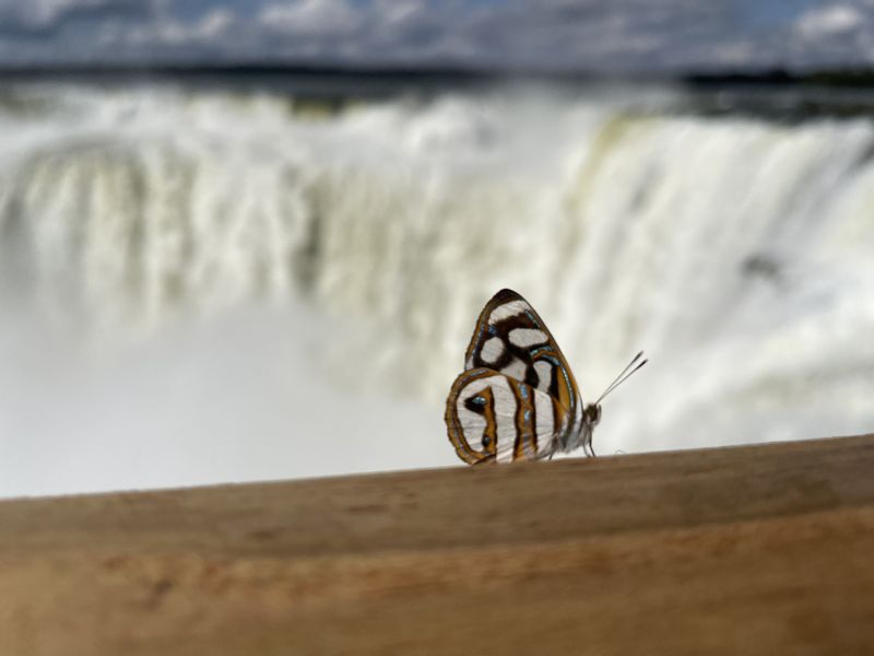 Iguazu Falls (Brazil) Private Tour - null