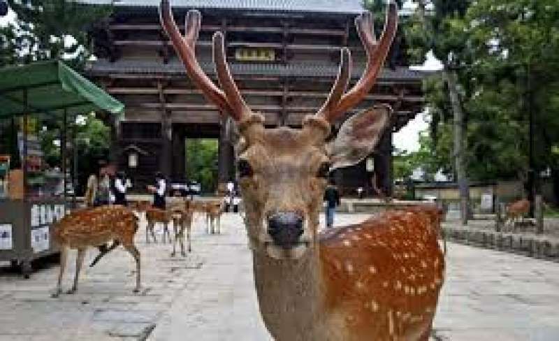 Nara Private Tour - Entrada del templo Todai en Nara, nos esperan más de 1,000 ciervos sin cadena.