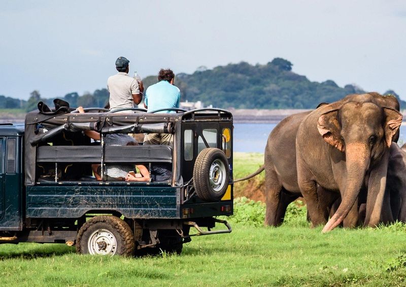 Colombo Private Tour - Yala Safari