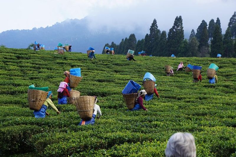 Colombo Private Tour - At Nuwara Eliya