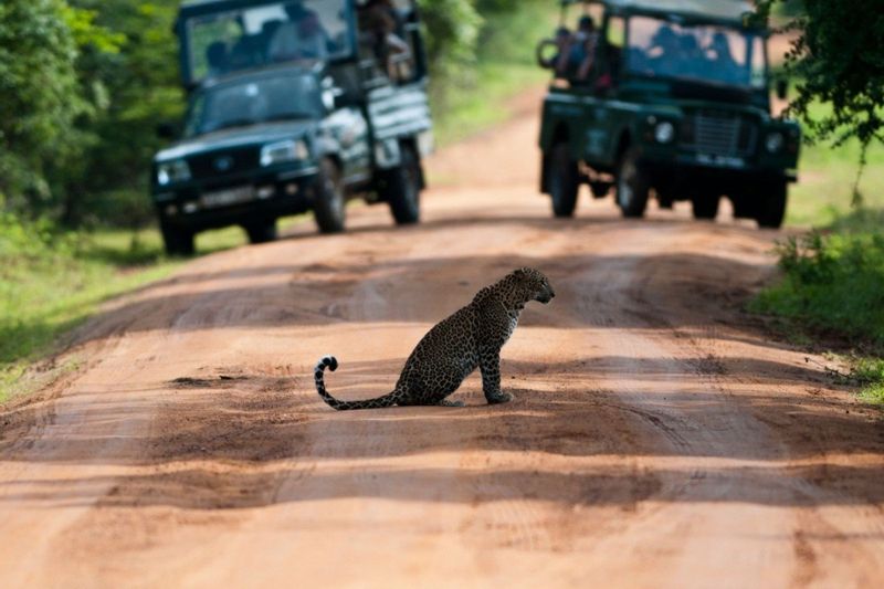 Colombo Private Tour - Yala National Park Jeep Safari