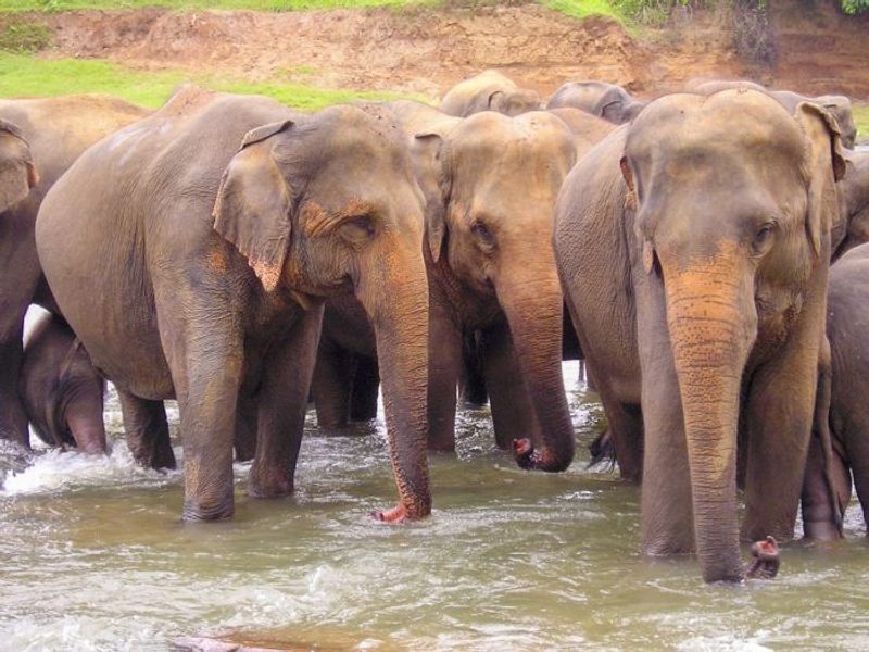 Colombo Private Tour - Pinnawala Elephants