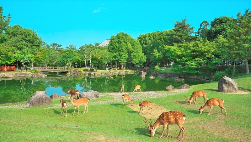 Osaka Private Tour - Nara Deer Park with verdure