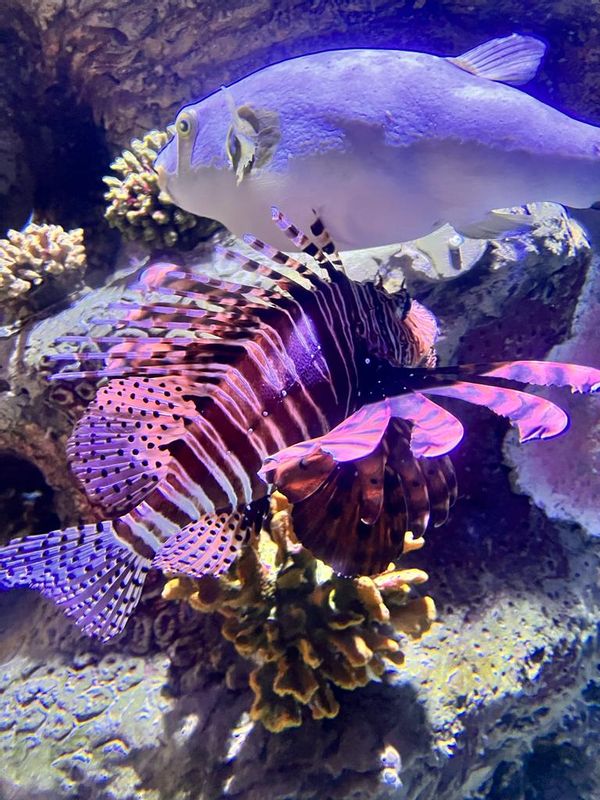 Dubai Private Tour - Aquarium