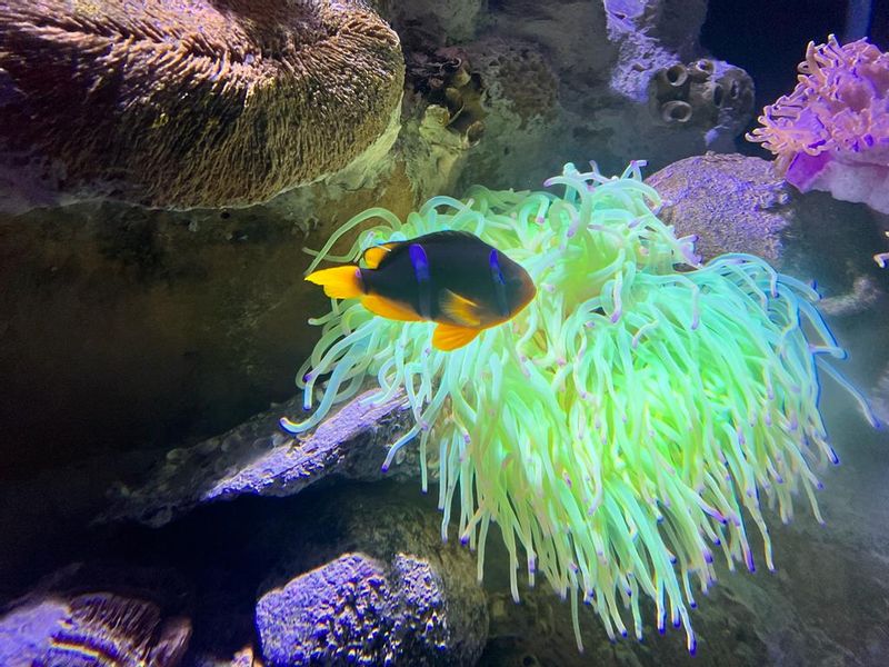 Dubai Private Tour - Aquarium