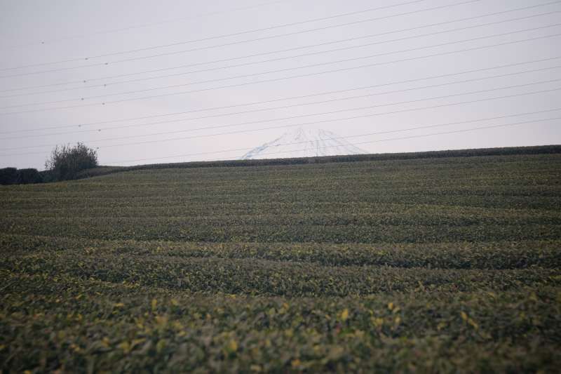 Shimizu Private Tour - A green tea farm in Fujinomiya City (optional)