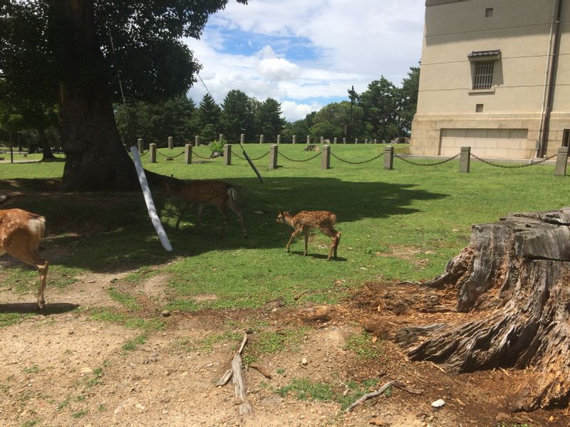 Nara Private Tour - There are many deer around Nara park. You have to be careful of them. Because They are wild deer and very aggressive.